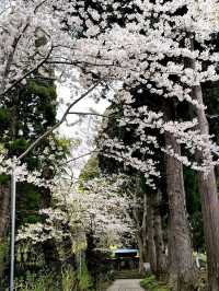 Hokkaido's Most Spectacular Sakura Extravaganza