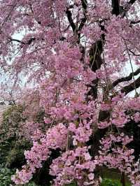 Hokkaido's Most Spectacular Sakura Extravaganza