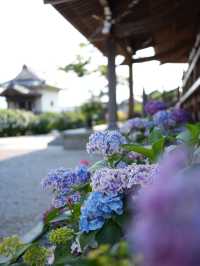 【埼玉】あじさい寺として親しまれていて鐘楼堂の梵鐘と紫陽花とのショットが有名