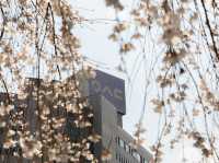“Blossoms of Ambition: Springtime Serenity at Woosong University”