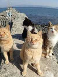 Aoshima Island Adventure: Japan’s Purr-fect Cat Paradise
