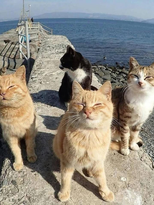 Aoshima Island Adventure: Japan’s Purr-fect Cat Paradise