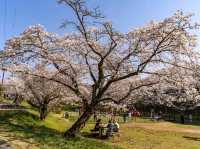 朝倉市甘木公園，福岡縣隱藏版賞櫻的市民公園
