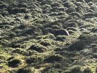 Discover the scenic view & wombats sightings at Cradle Mountain Ronny Creek walk