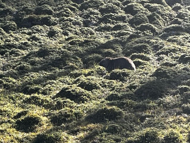 Discover the scenic view & wombats sightings at Cradle Mountain Ronny Creek walk