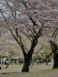 Chillin Under the Blossoms