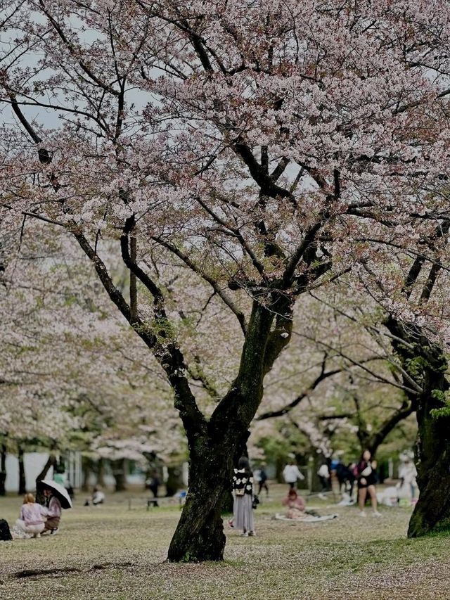 Chillin Under the Blossoms
