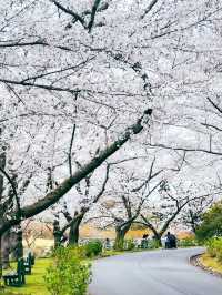 Flower Wonderland