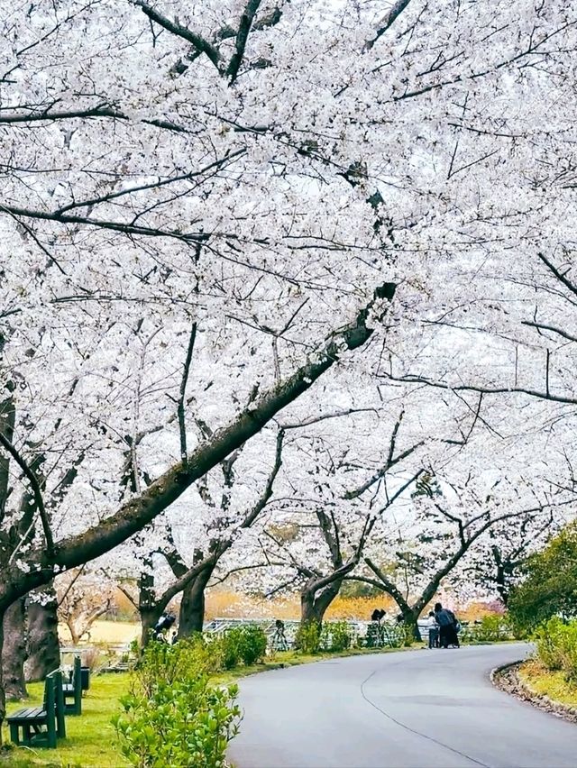 Flower Wonderland