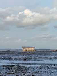 Dancing Trees and Golden Seas: Walakiri’s Hidden Magic
