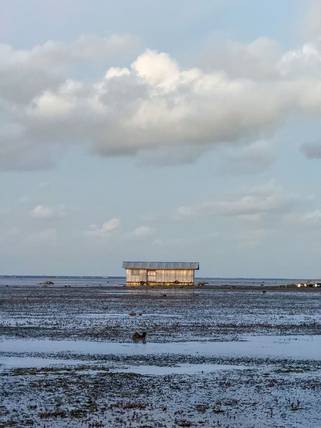 Dancing Trees and Golden Seas: Walakiri’s Hidden Magic