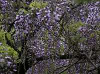 Shrine with Major Flower Power