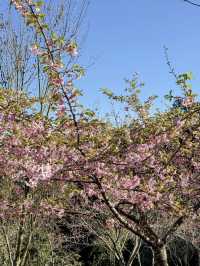 南部最早開花的寶山二集團櫻花公園！