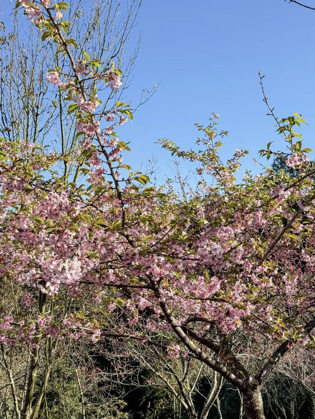 南部最早開花的寶山二集團櫻花公園！