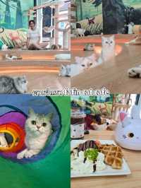 คาเฟ่แมว fafin cat cafe
