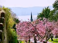 Cherry Blossom Helensburge 