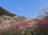 Your Low-Key Cherry Blossom Escape