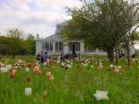 Kew Royal Botanic Gardens – A Golden Autumn Escape in London