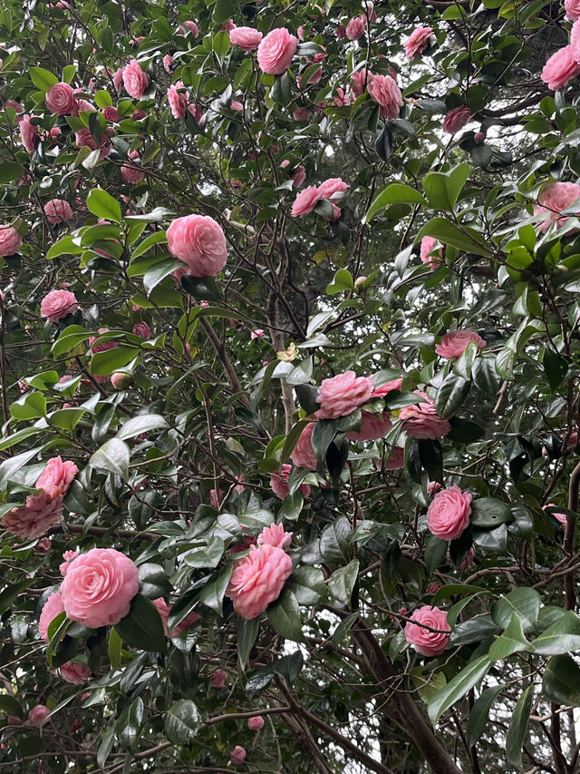 🌸【雨中偕樂園．櫻花靜賞漫旅】探訪日本三大名園之一｜水戶最值得造訪的春日秘境