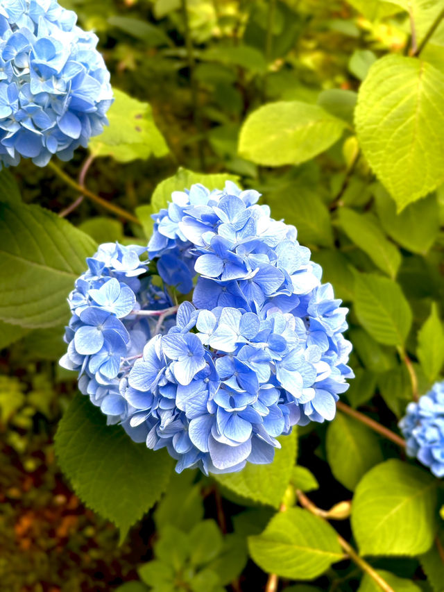 東福寺的繡球花季節🌸🏯