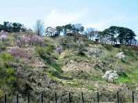 Akashi Castle Ruins – A Peaceful Glimpse into Japan’s Feudal Past