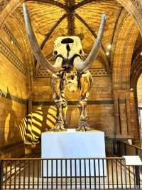 英國自然史博物館🏛人氣恐龍化石，大開眼界（Natural History Museum）