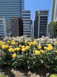 Nakanoshima Park – Where Nature Meets Culture in Osaka