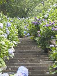 迫力満点　下田公園の紫陽花