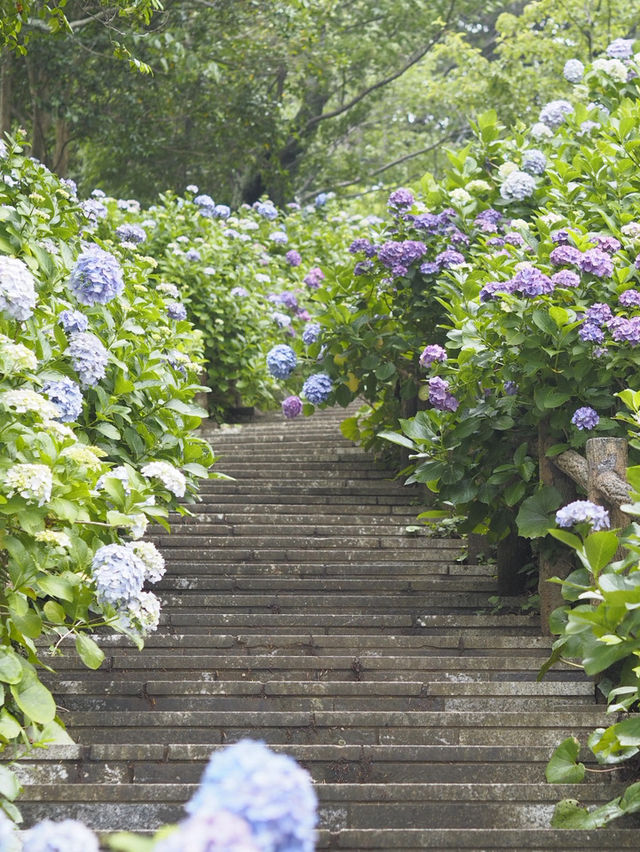 迫力満点　下田公園の紫陽花