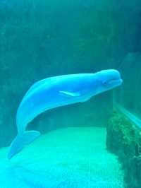 Dive into Wonder: A Day at Lotte World Aquarium
