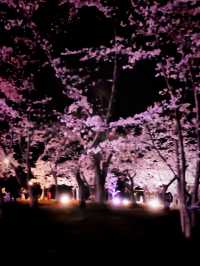 Swan Boats & Sakura Dreams at Tokiwa Park