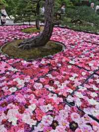 水面に咲き誇る絢爛絵巻🌸💧※観光攻略情報付き