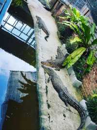 Sandakan Crocodile Farm - The Largest Crocodile Farm in Malaysia