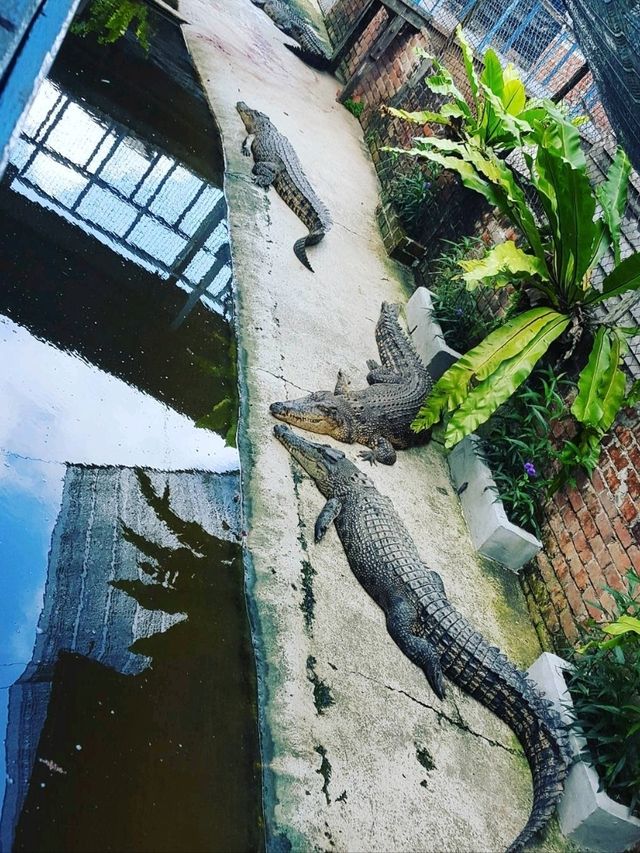Sandakan Crocodile Farm - The Largest Crocodile Farm in Malaysia