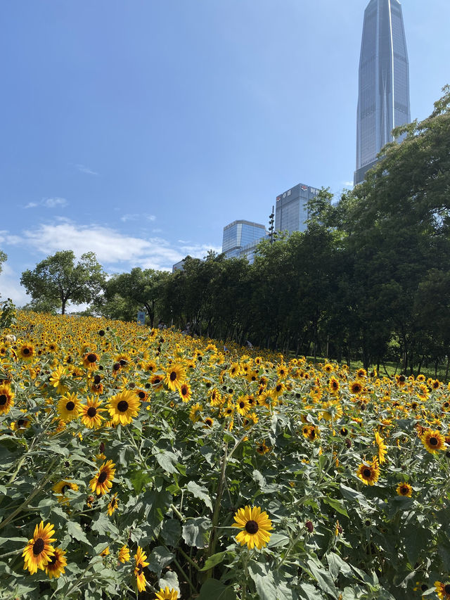 從領展中心城走幾步，就可以看到這美麗的向日葵花海🌻
