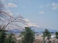 弘前公園櫻花季