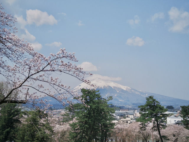 弘前公園櫻花季