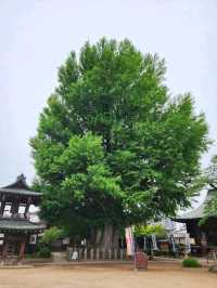 Hida Kokubunji Temple , Takayama