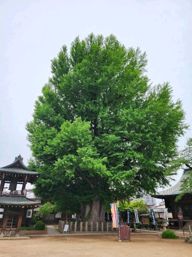 Hida Kokubunji Temple , Takayama