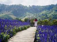 Lavender Dreams & Sunny Sips at Pang Hwa Garden, Chiang Mai. 
