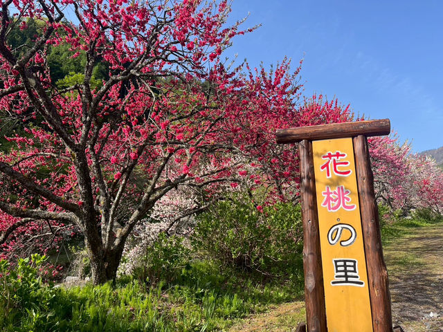 【花桃の里で出会う、梅の花の春景色🌸✨】