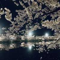 弘前城夜櫻-難以形容的美麗