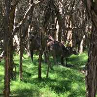 Kangaroo Island – SA