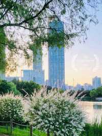 A Blooming Surprise in Incheon: A Review of Sunrise (Haedoji) Park 