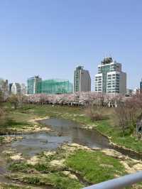 🌸벚꽃 따라 걷는 봄의 하루, 올림픽공원 송파둘레길과 성내천