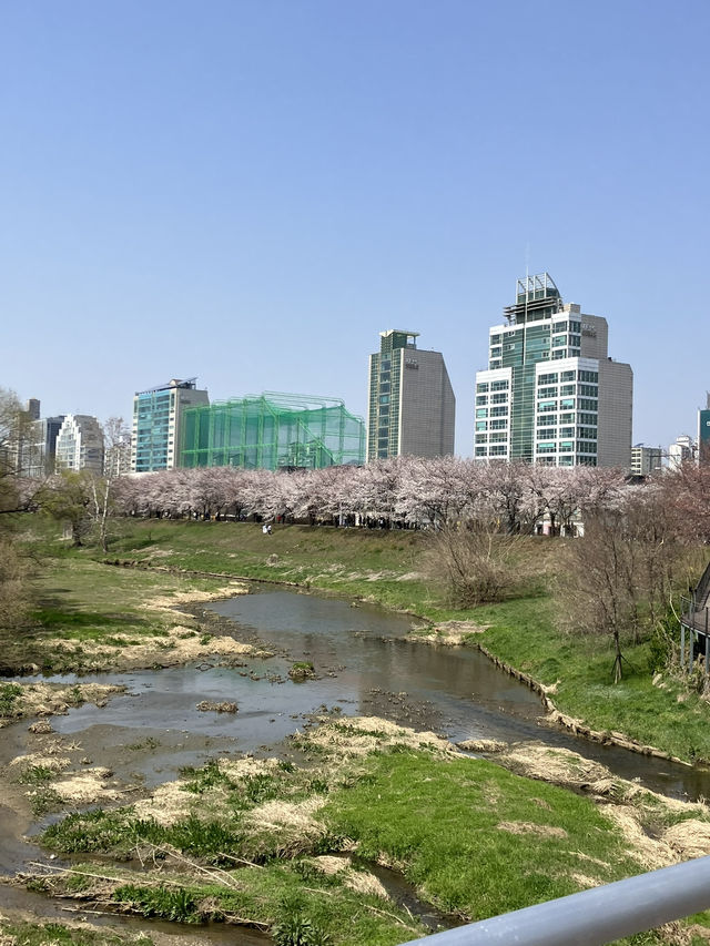 🌸벚꽃 따라 걷는 봄의 하루, 올림픽공원 송파둘레길과 성내천