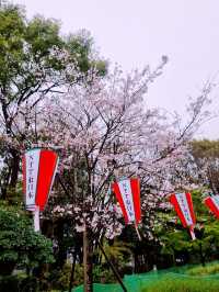 ชมซากุระบานที่ Ueno Park