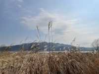 🌾 물안개 피어나는 고요한 풍경, 양평 두물머리 🌅