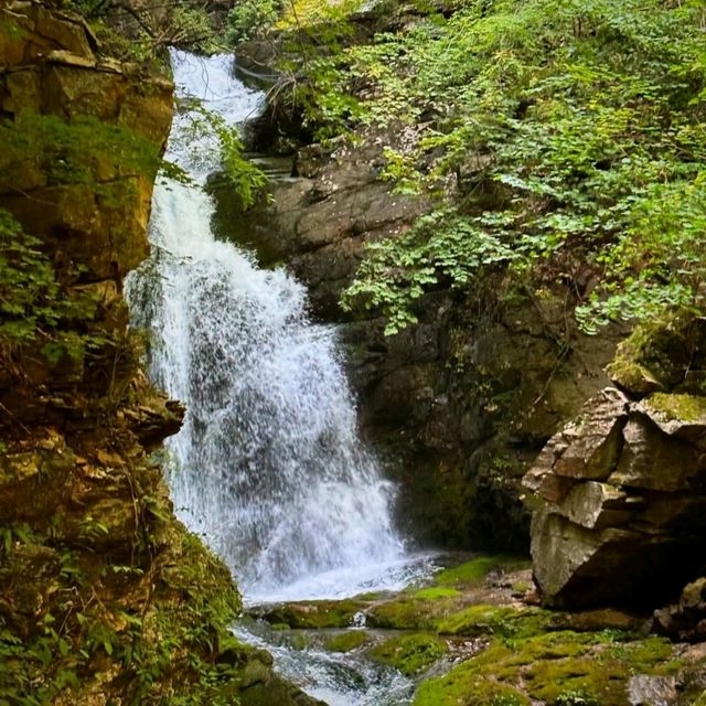 Hidden Gem with Big Forest Energy
