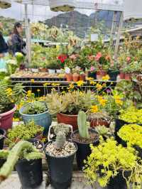 Blooms and Bargains at Kundasang Market 